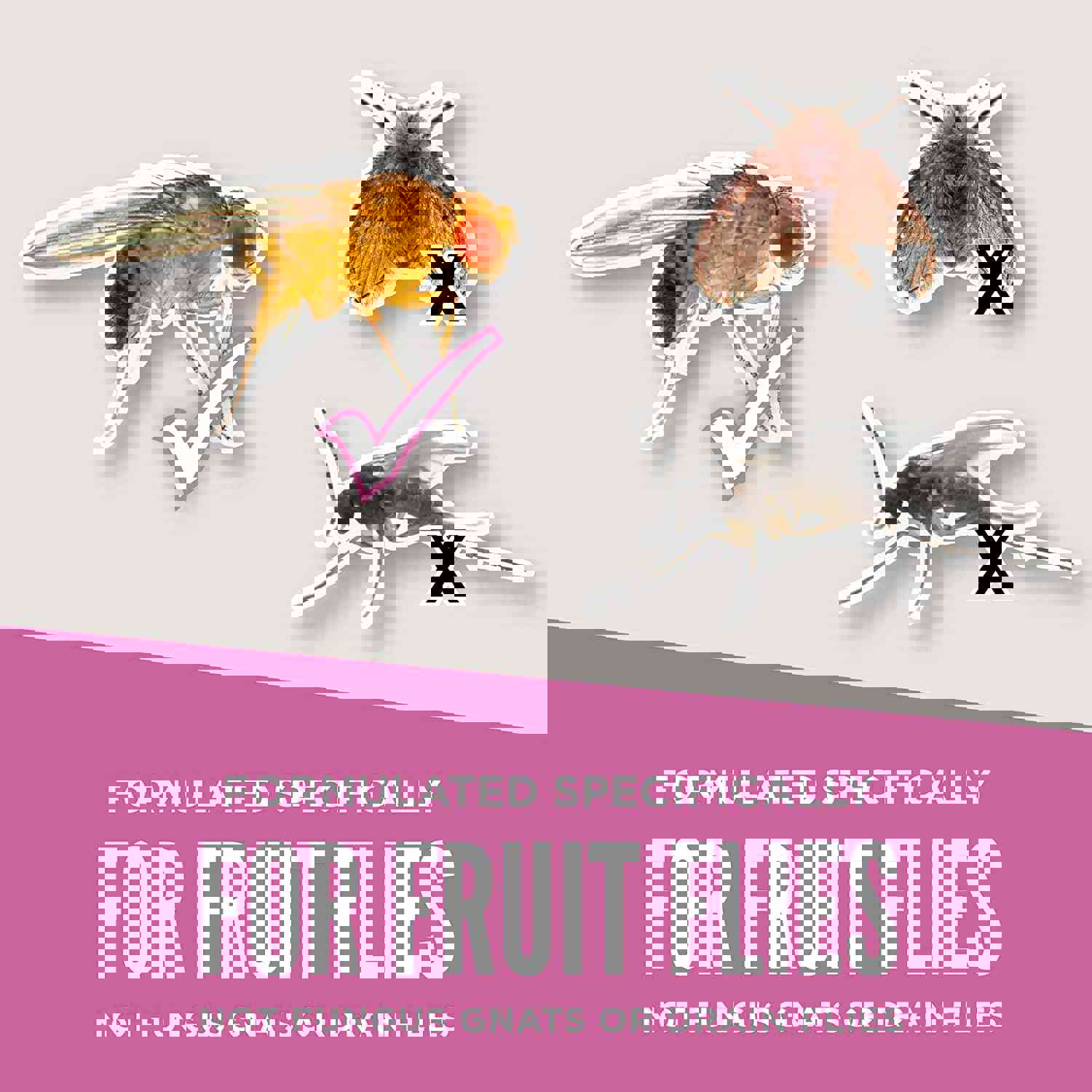 Aunt Fannie’S Flypunch Fruit Fly Trap (6 Pack) - Safe & Effective for Indoor and Kitchen Use