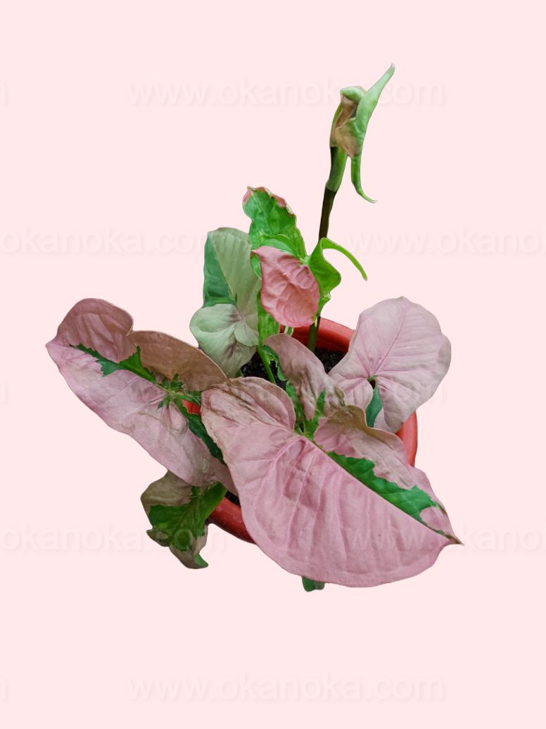 Syngonium Pink Beauty (Pink Lava) - Healthy Indoor Plant