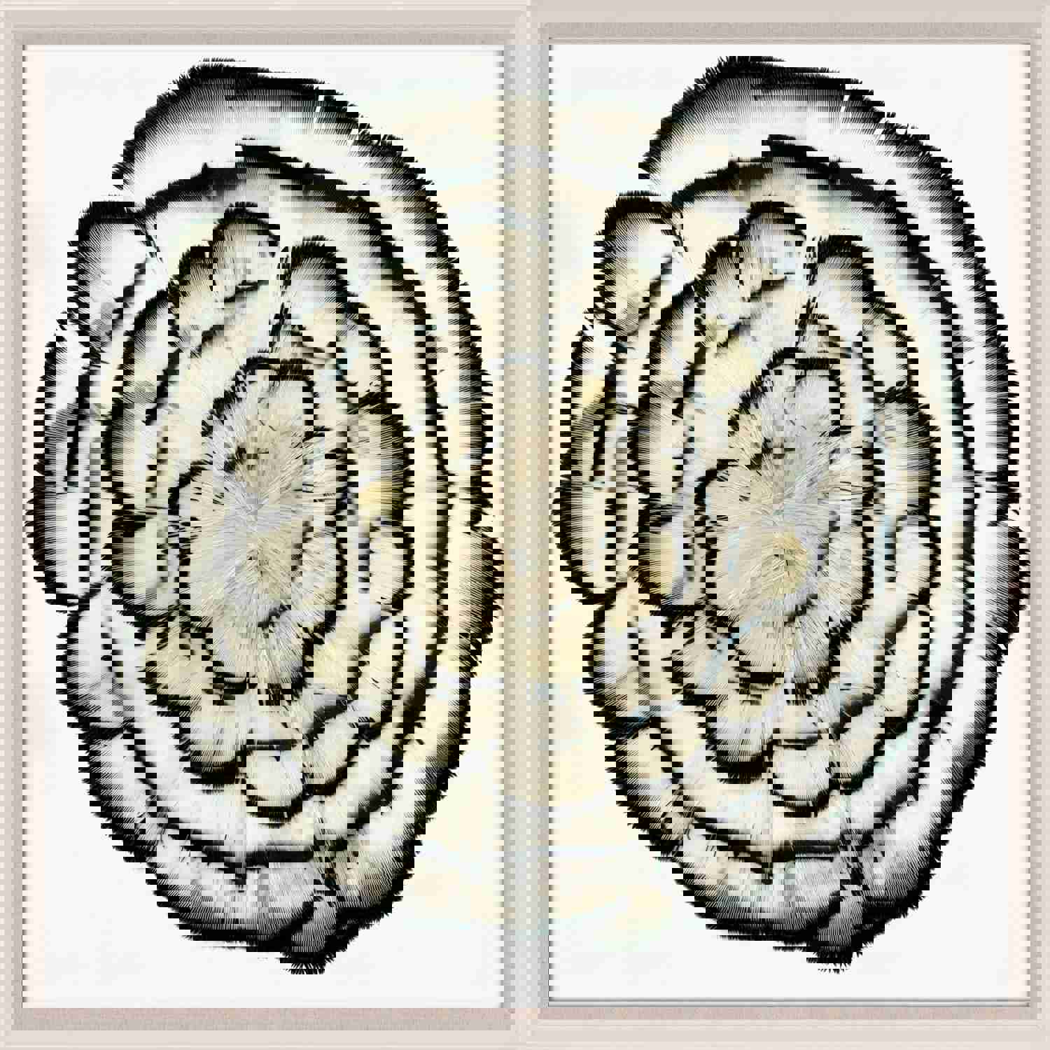 Natural Curiosities Queen Victoria Feathers 2 Art - Elegant Floral Feather Wall Decor