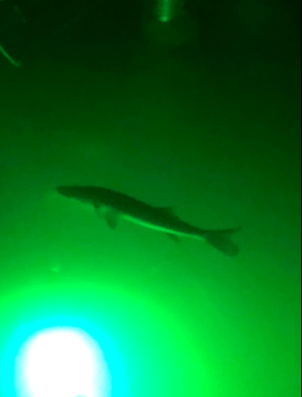 Green Blob Outdoors: 15,000 Lumen Underwater LED Fishing Light - Energy-Efficient, Versatile, Texas-Made