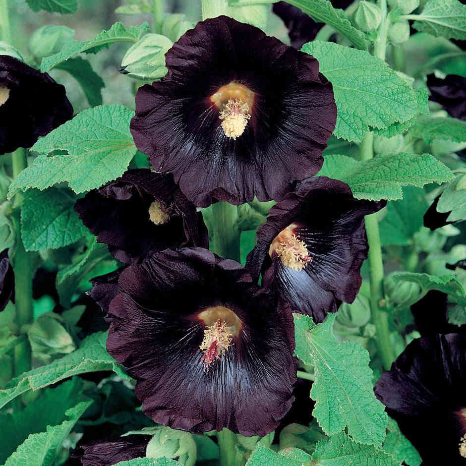 30 Black Hollyhock Flower Seeds (Alcea Rosea nigra)