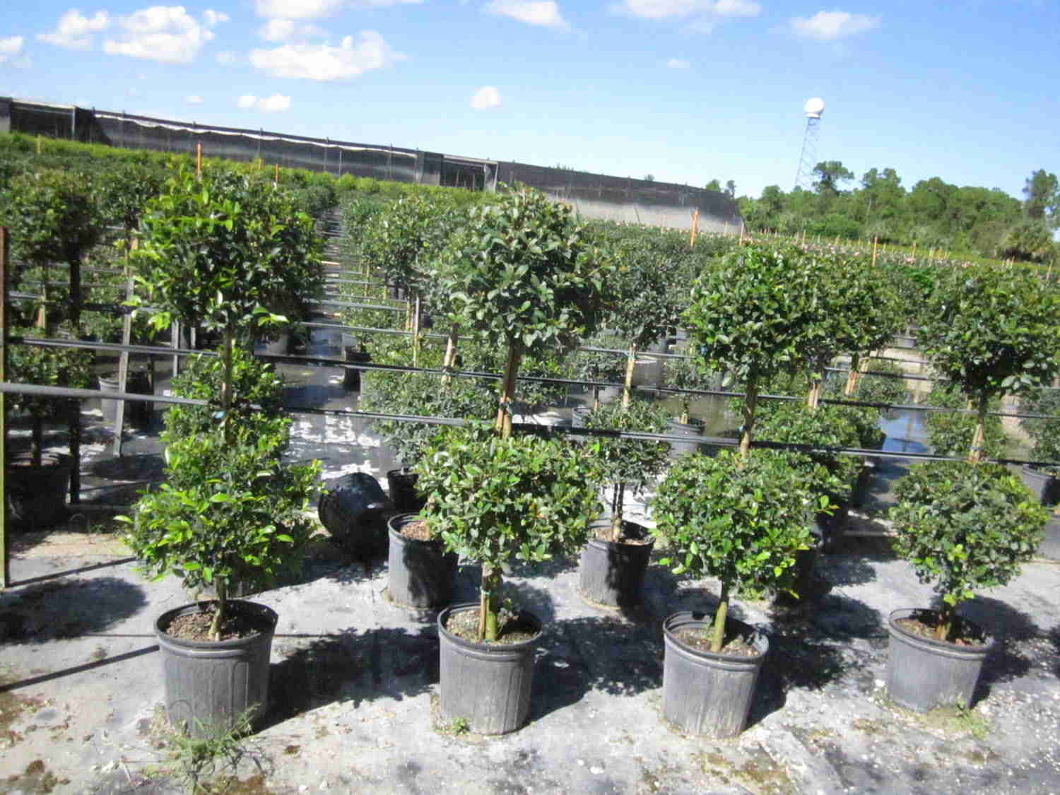 Eugenia 2 Ball Topiary - Live Plant in 6 Inch Pot - 1-2 Feet Tall - Perfect for Outdoor Decor