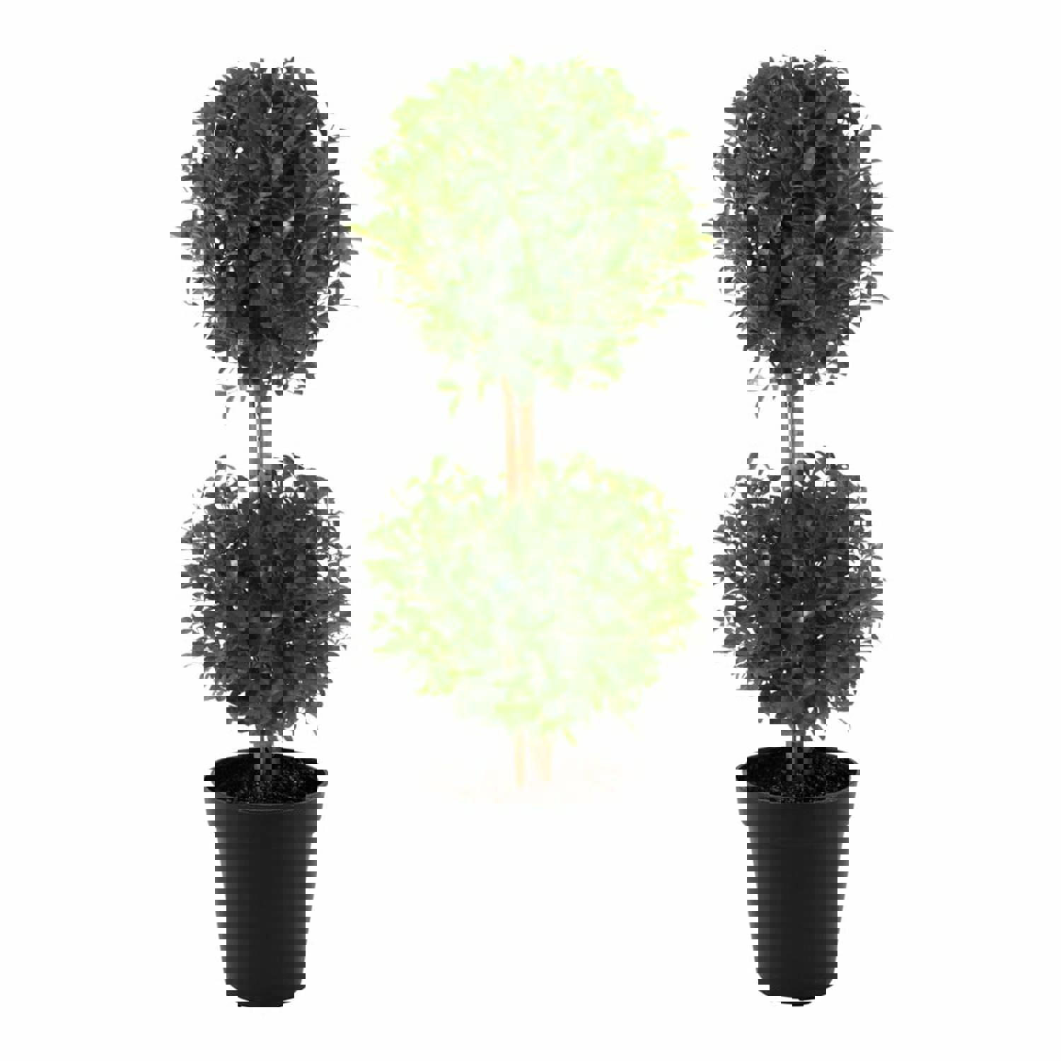 Eugenia 2 Ball Topiary - Live Plant in 6 Inch Pot - 1-2 Feet Tall - Perfect for Outdoor Decor