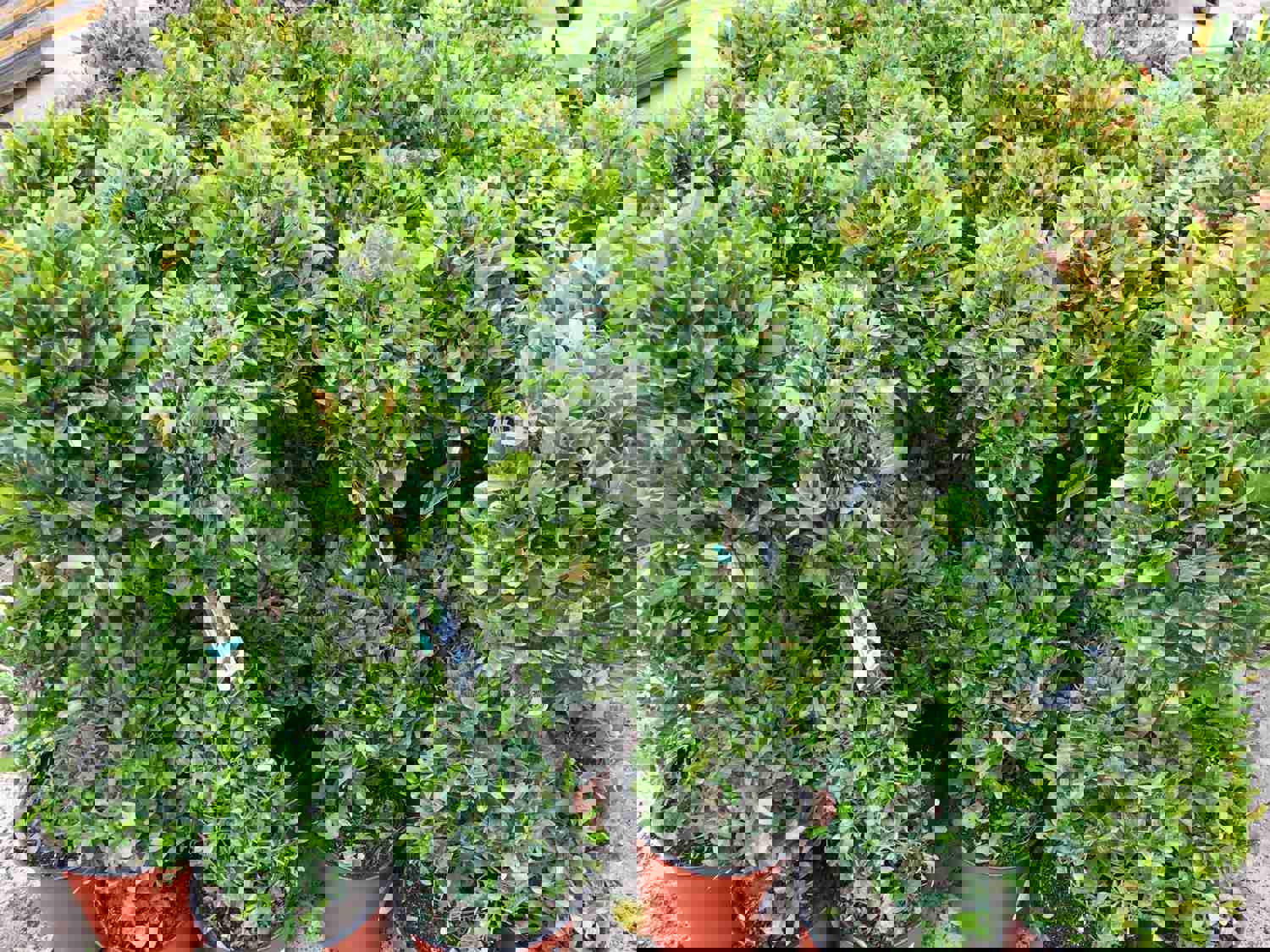 Eugenia 2 Ball Topiary - Live Plant in 6 Inch Pot - 1-2 Feet Tall - Perfect for Outdoor Decor