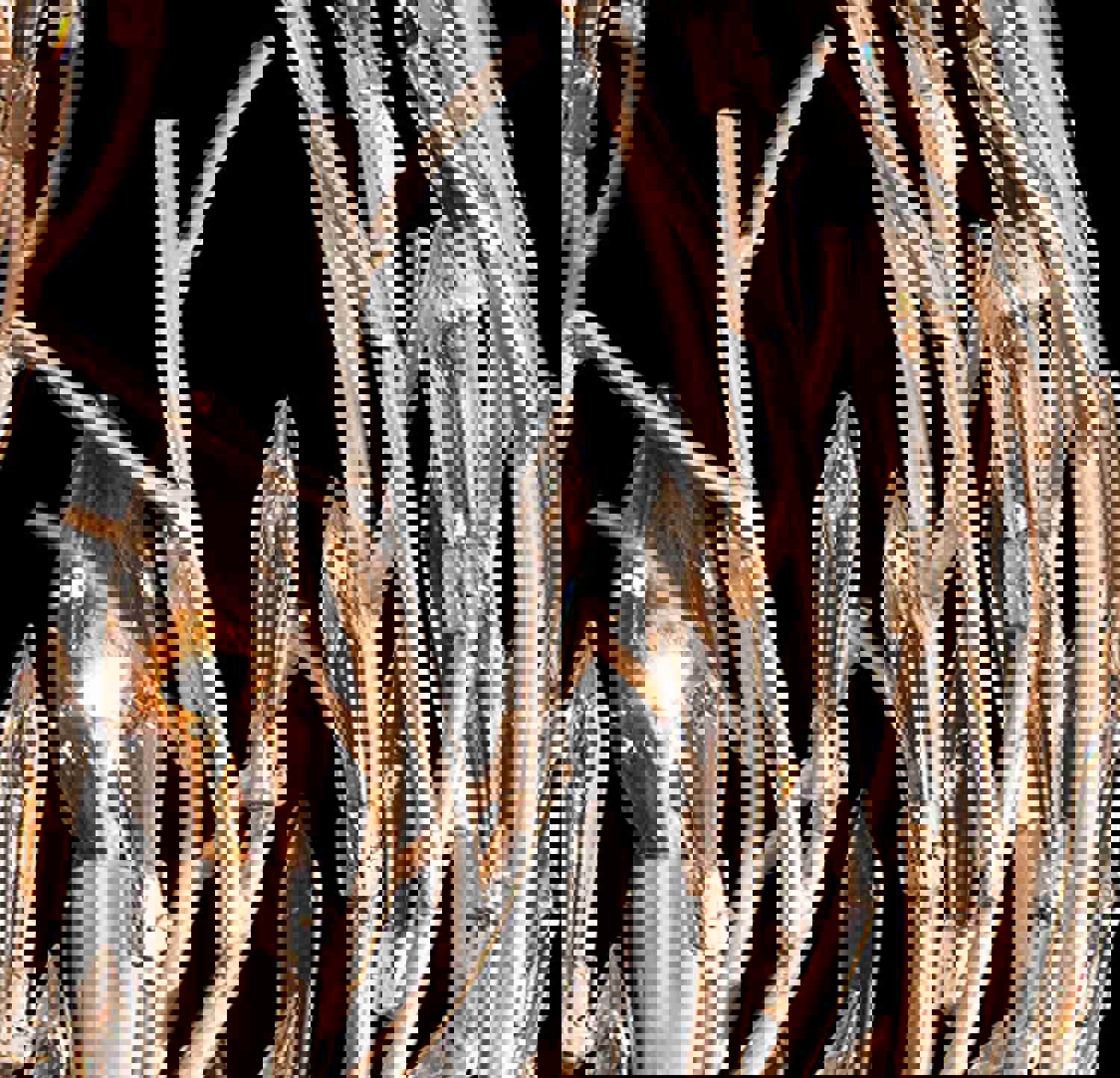 Bask 6-Lt Crystal Orb Pendant - Gold Dust