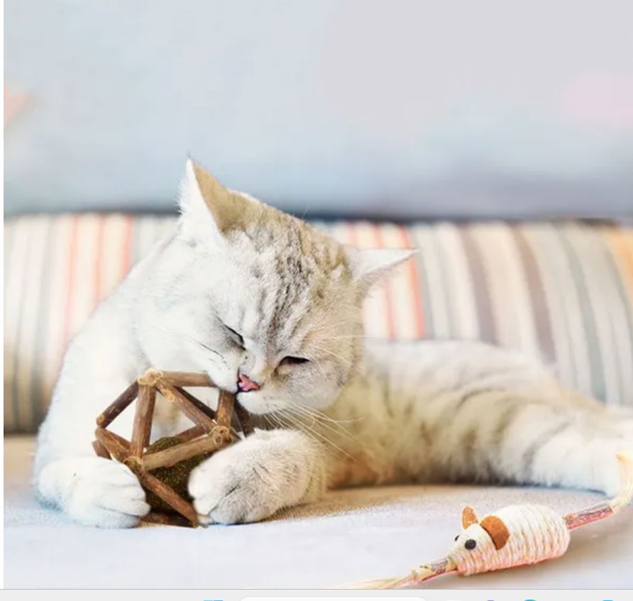 Natural Silvervine Sticks Catnip Ball Chew Toy for Cats