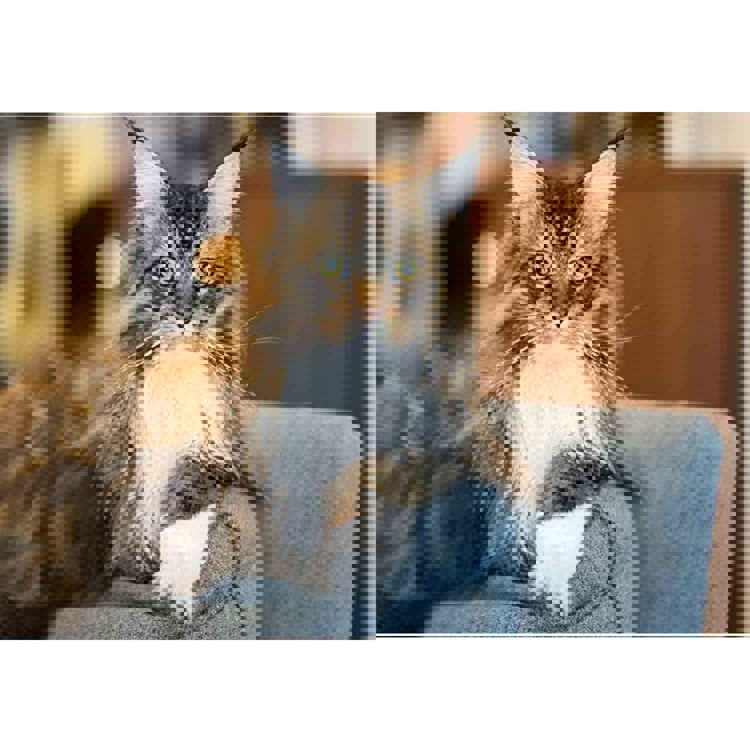 Nulo Freestyle Freeze-Dried Raw Cat Food, Turkey and Duck, 8 oz - Grain Free with Probiotics