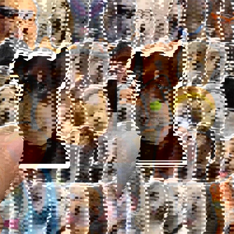 10/30/50 Pieces Dog Life Meme Sticker PVC Waterproof Aesthetic Diary Laptop Sketchbook Stickers