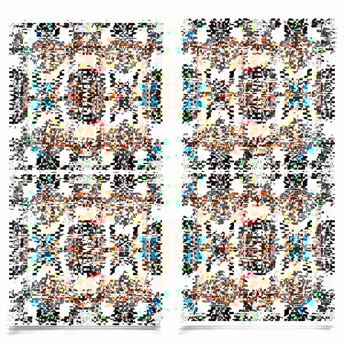 Butterfly Patterns 1 Art by Natural Curiosities - Handcrafted Framed Butterfly Wing Art