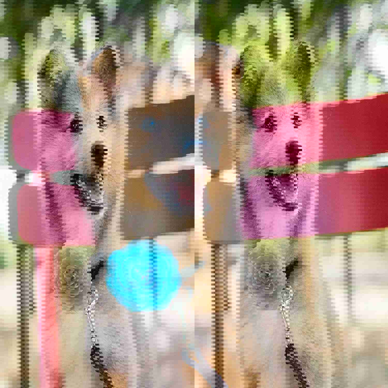 LUTER 4Pcs Multicolored Pet Collar Flowers - Detachable Floral Accessories for Dogs and Cats