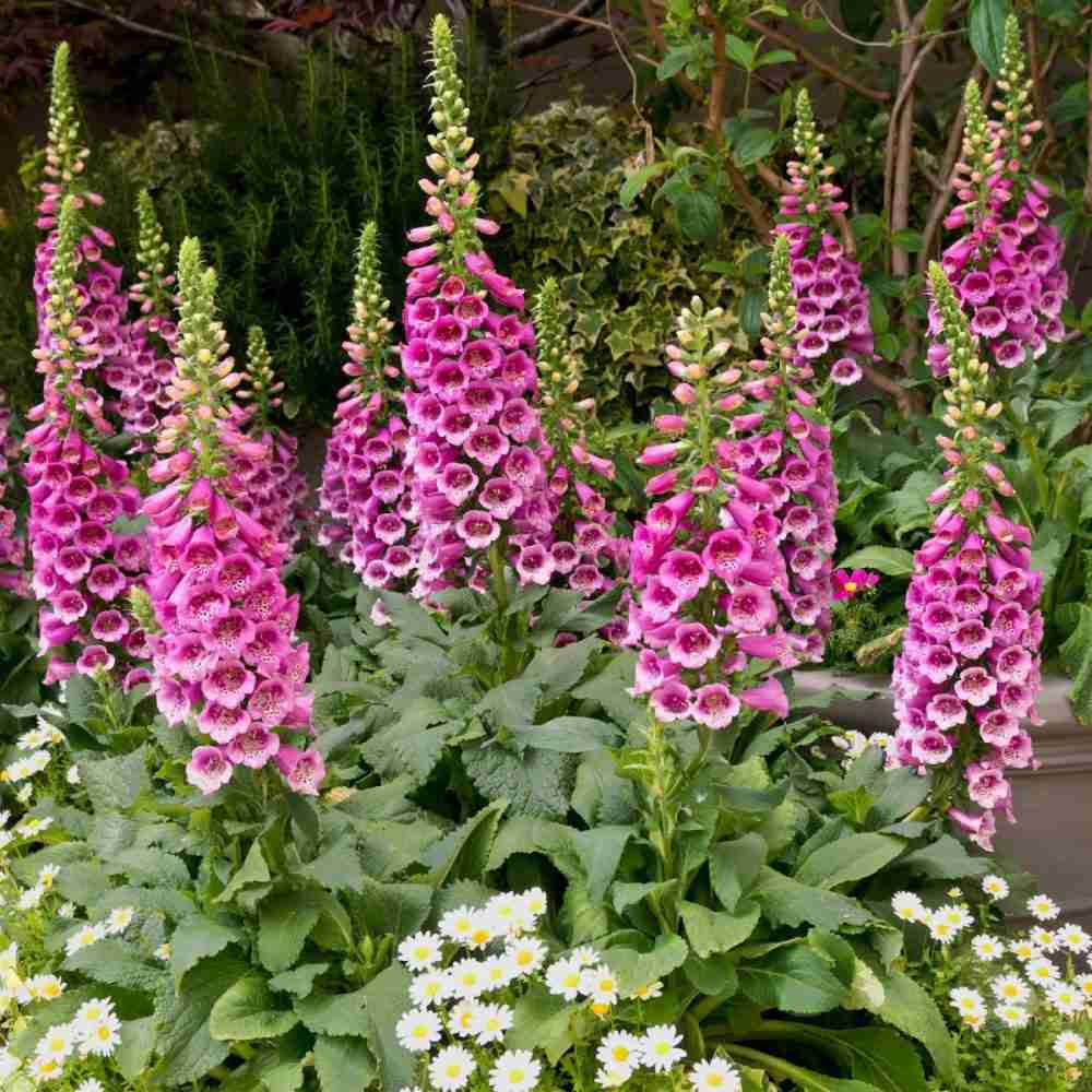 200 Purple Giant Foxglove Flower Seeds