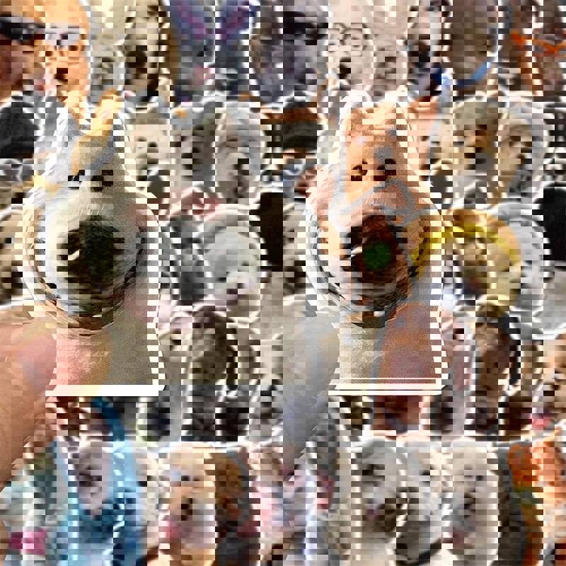 10/30/50 Pieces Dog Life Meme Sticker PVC Waterproof Aesthetic Diary Laptop Sketchbook Stickers