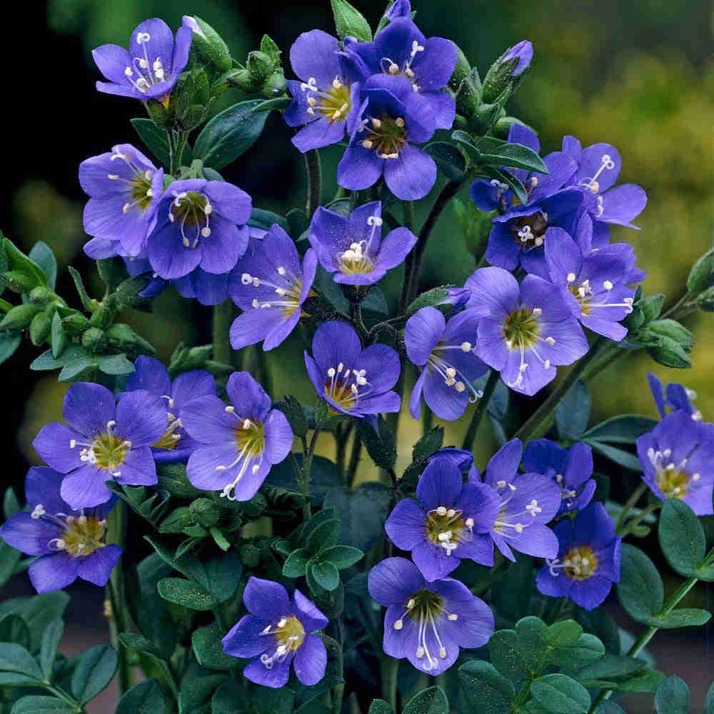 50 Blue Jacobs Ladder Flower Seeds for Vibrant Summer Blooms