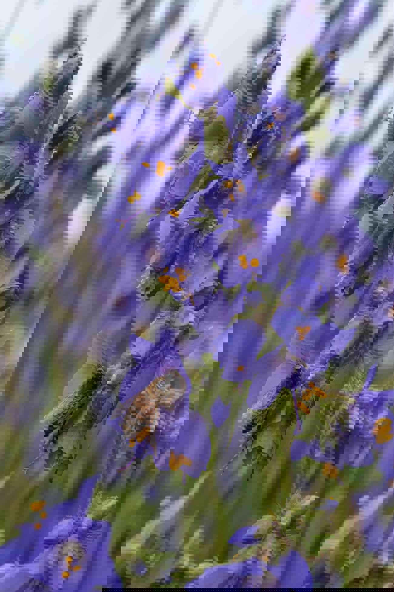 50 Blue Jacobs Ladder Flower Seeds for Vibrant Summer Blooms