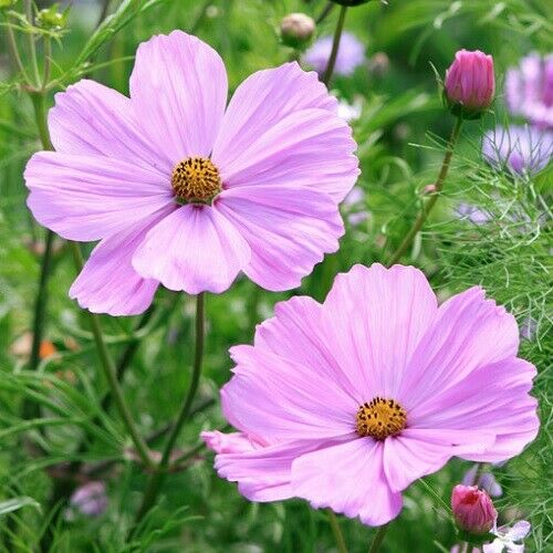300 Pastel Mix Cosmos Flower Seeds - White, Pink, and Day Dream Variety