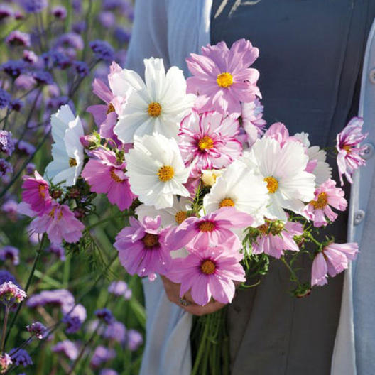 300 Pastel Mix Cosmos Flower Seeds - White, Pink, and Day Dream Variety