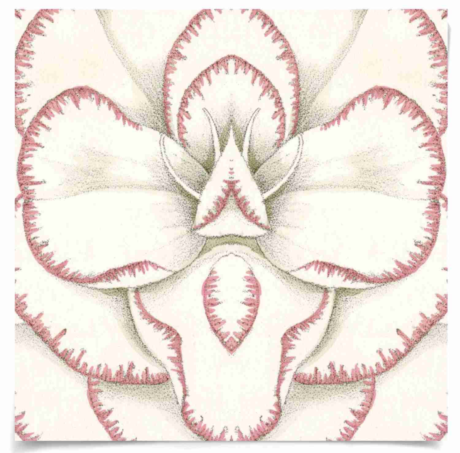 Natural Curiosities Carnations 3 Art - Modern Botanical Custom Framed Art