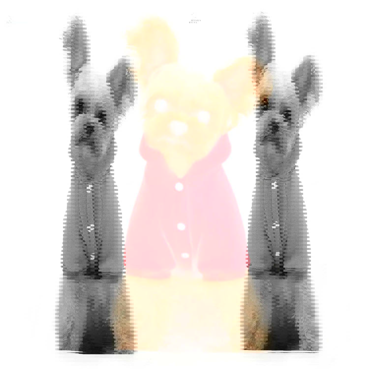 Autumn And Winter Small Dog Fleece Hooded Sweater