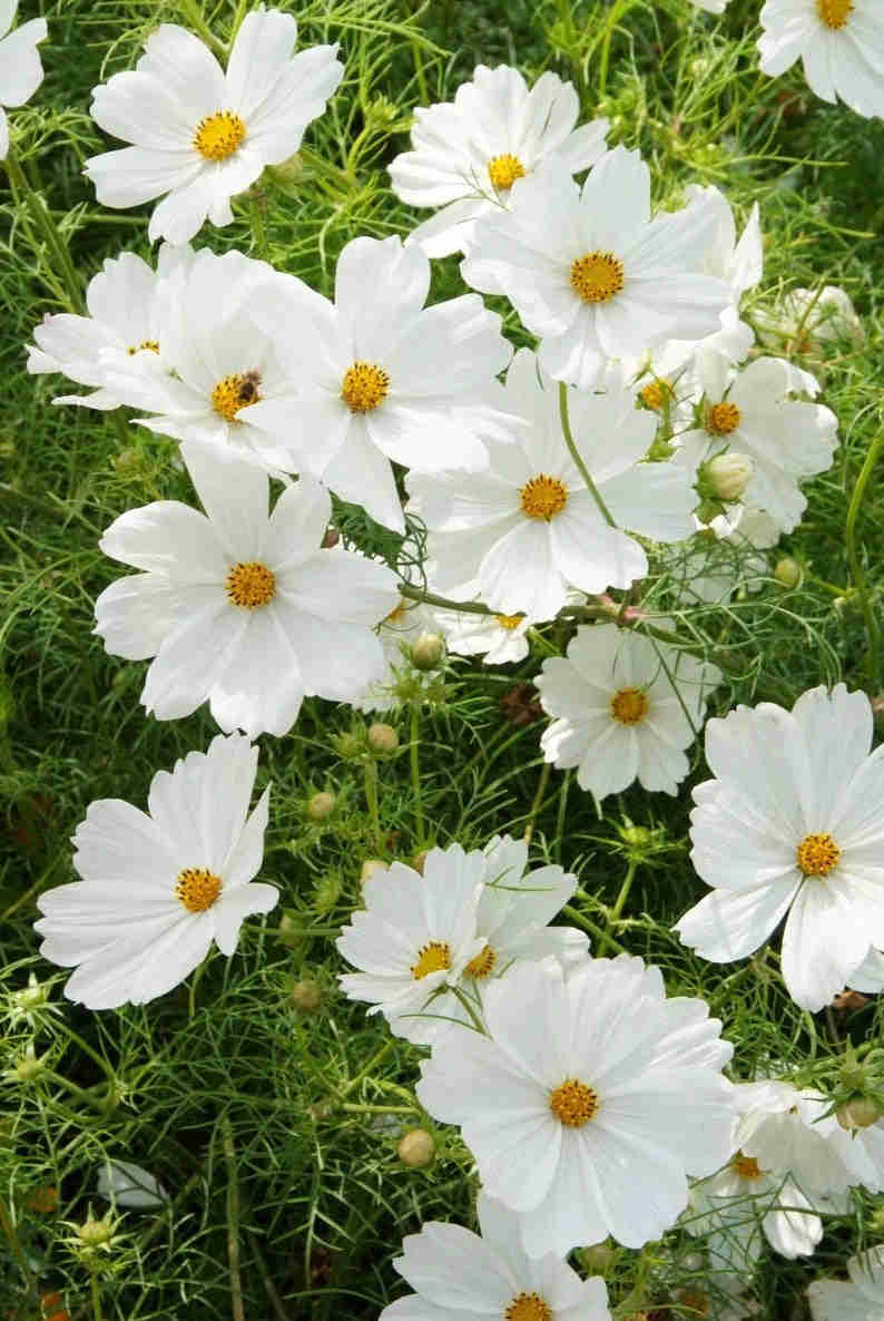 300 Pastel Mix Cosmos Flower Seeds - White, Pink, and Day Dream Variety