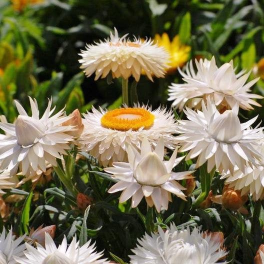 100 Vintage White Strawflower Flower Seeds