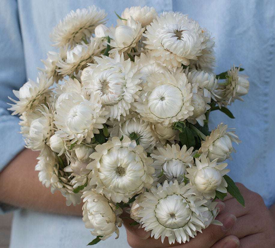 100 Vintage White Strawflower Flower Seeds
