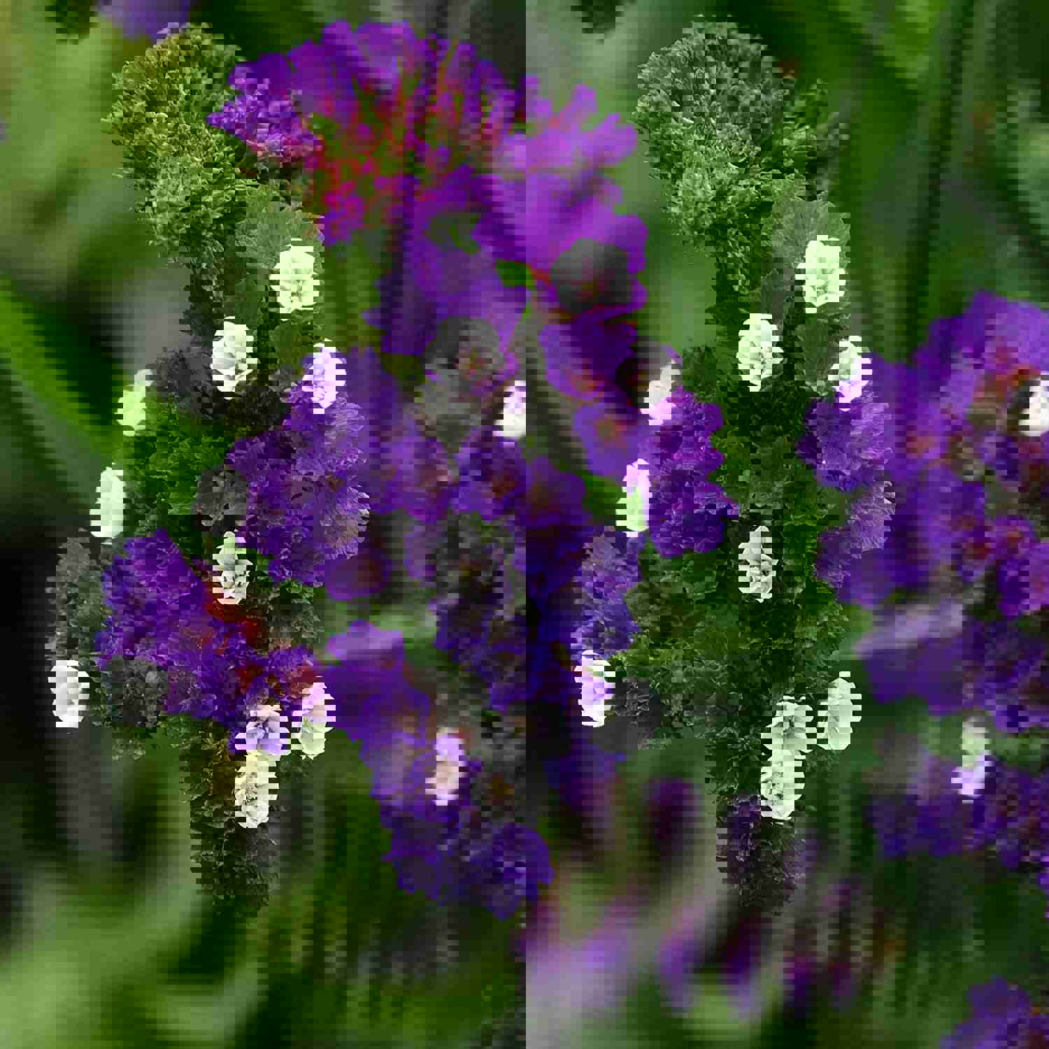50 Pacific Purple Statice Flower Seeds for Summer Blooms
