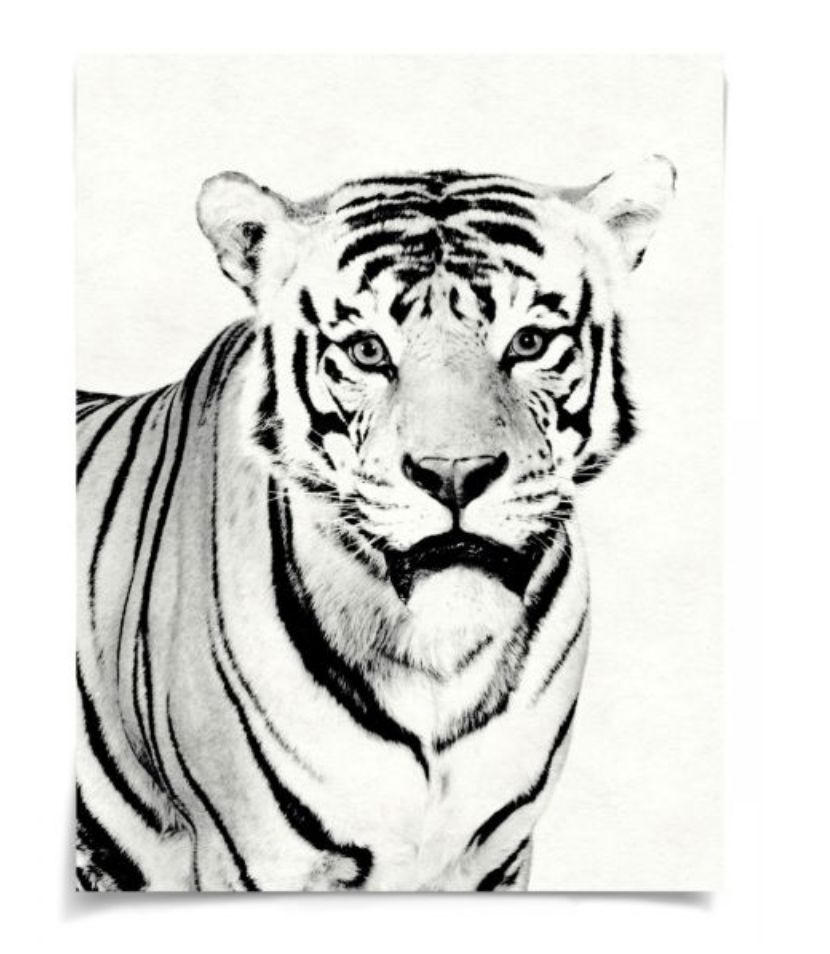 Natural Curiosities Tylinek Tiger Art - High Contrast Wildlife Print