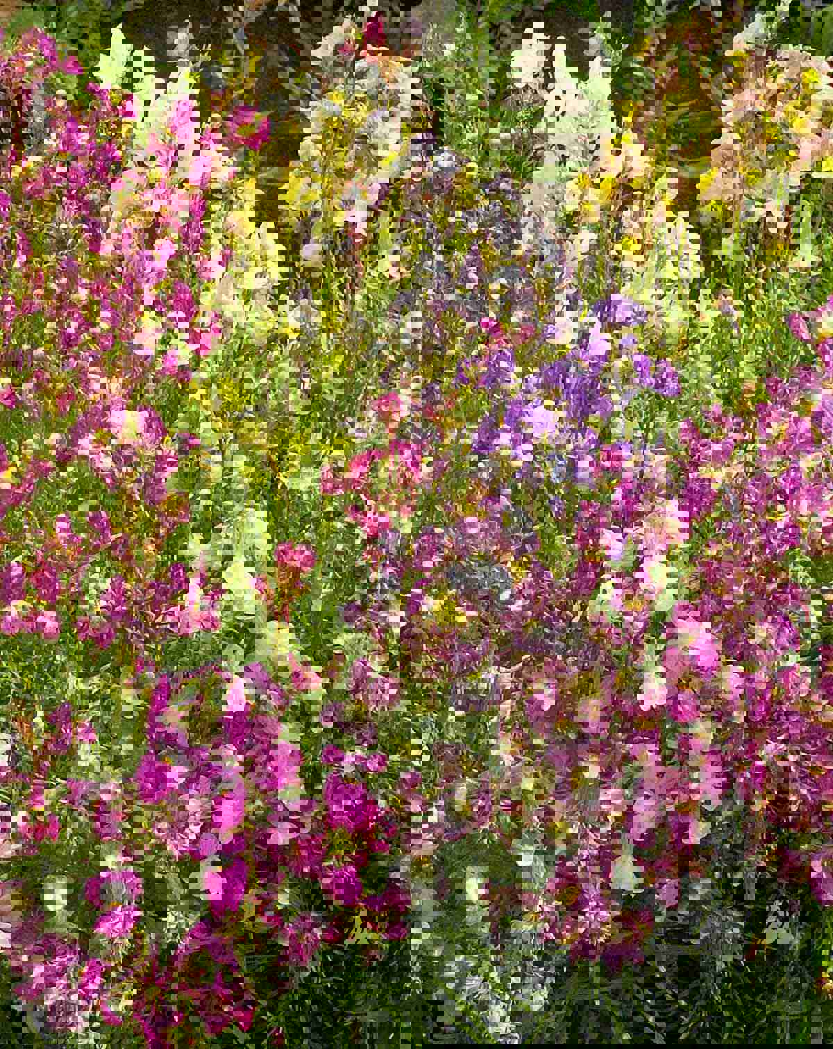 2000+ Spurred Snapdragon Flower Seeds (Linaria maroccana) - Mixed Colors