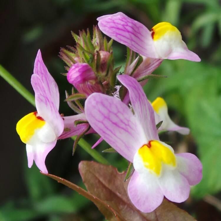 2000+ Spurred Snapdragon Flower Seeds (Linaria maroccana) - Mixed Colors