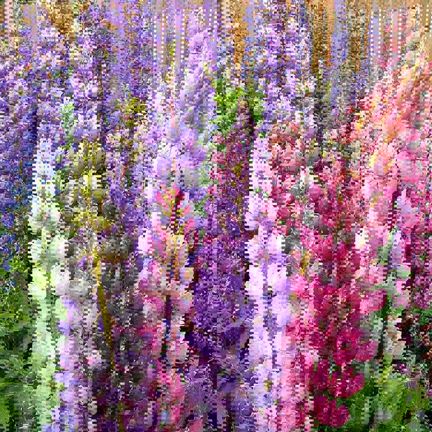 100 Mixed Color Russell Lupine Flower Seeds