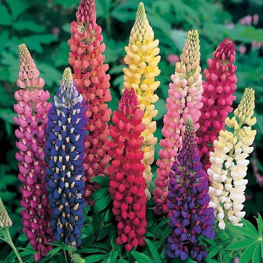 100 Mixed Color Russell Lupine Flower Seeds