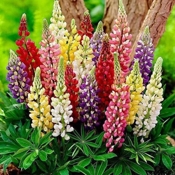 100 Mixed Color Russell Lupine Flower Seeds
