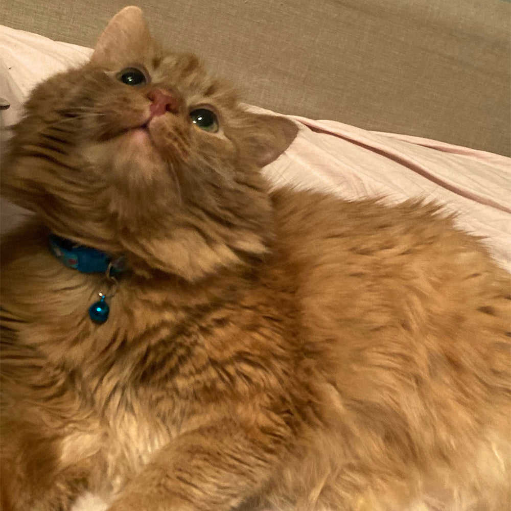 Cute Rabbit Printing Adjustable Dog Collar with Bell - High Quality Pet Supplies