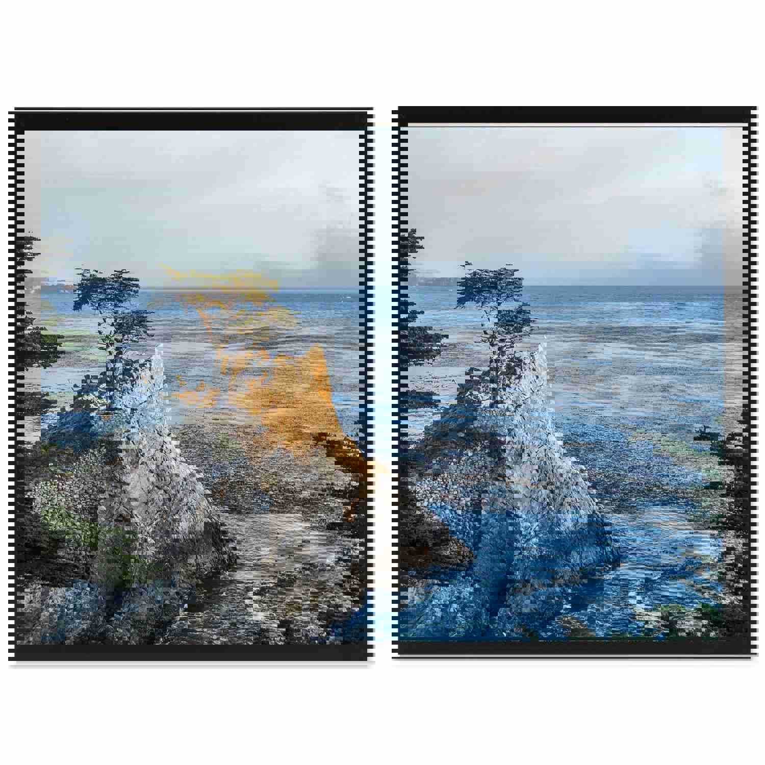 Monterey Cypress Tree Landscape Photo Canvas Print for Home Décor