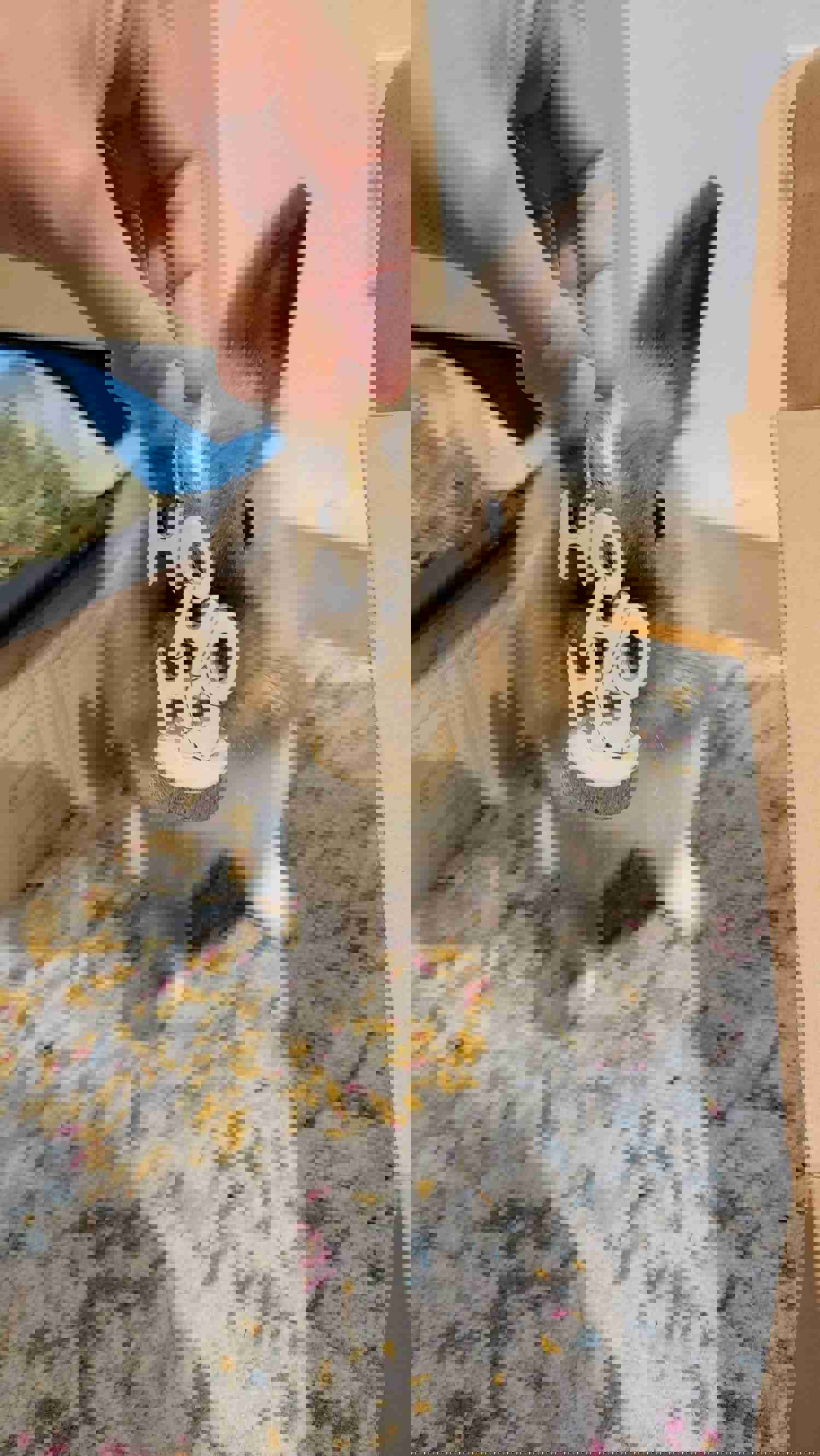 Small Animal Christmas Chew Toys Santa & His Gifts Ornament Set