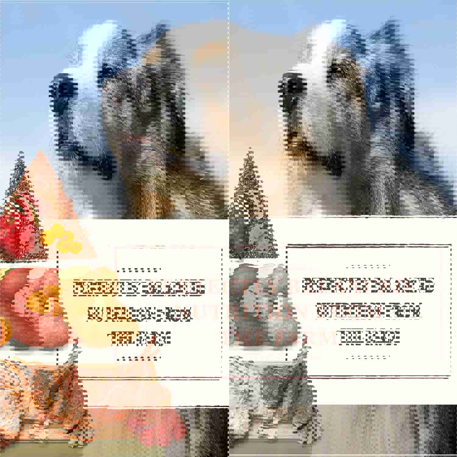 Whole Earth Farms Grain Free Recipe with Pork, Beef & Lamb Dry Dog Food, 25-lb Bag