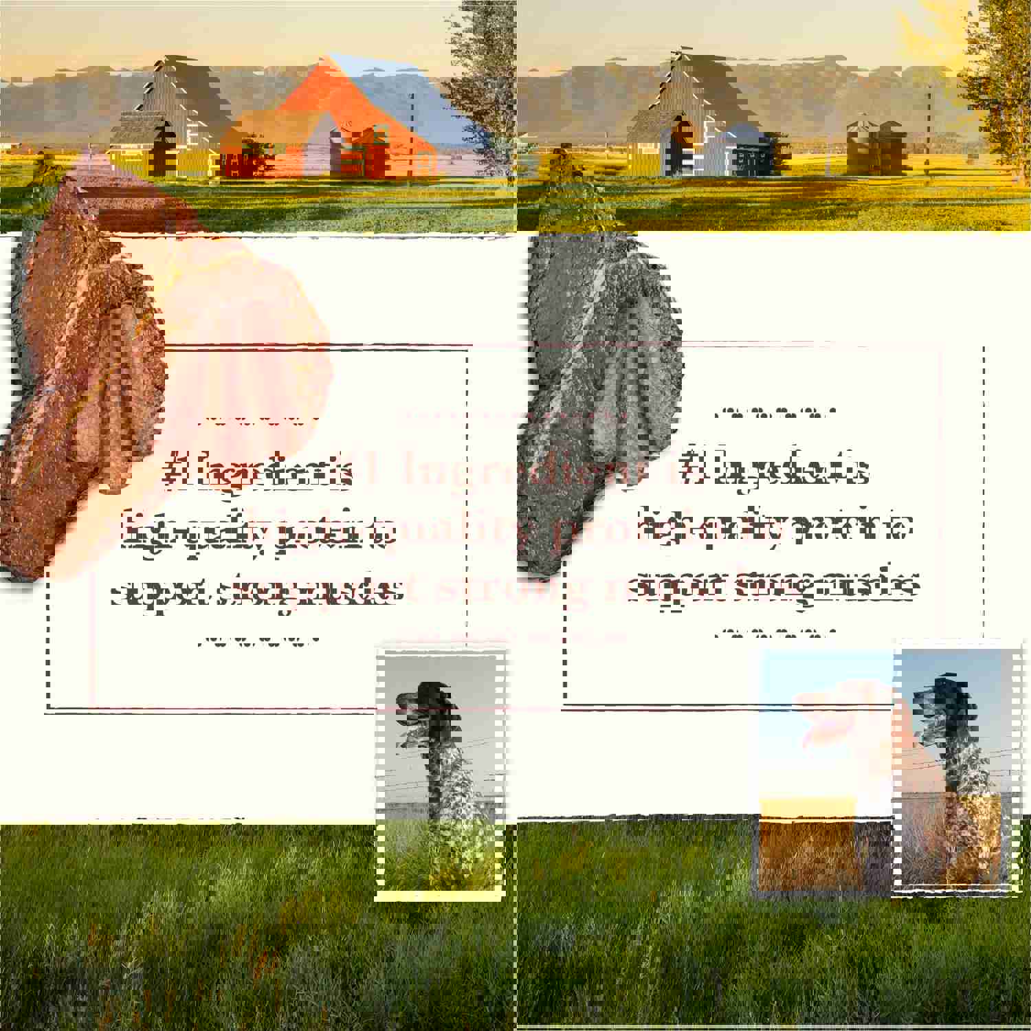 Whole Earth Farms Grain Free Recipe with Pork, Beef & Lamb Dry Dog Food, 25-lb Bag