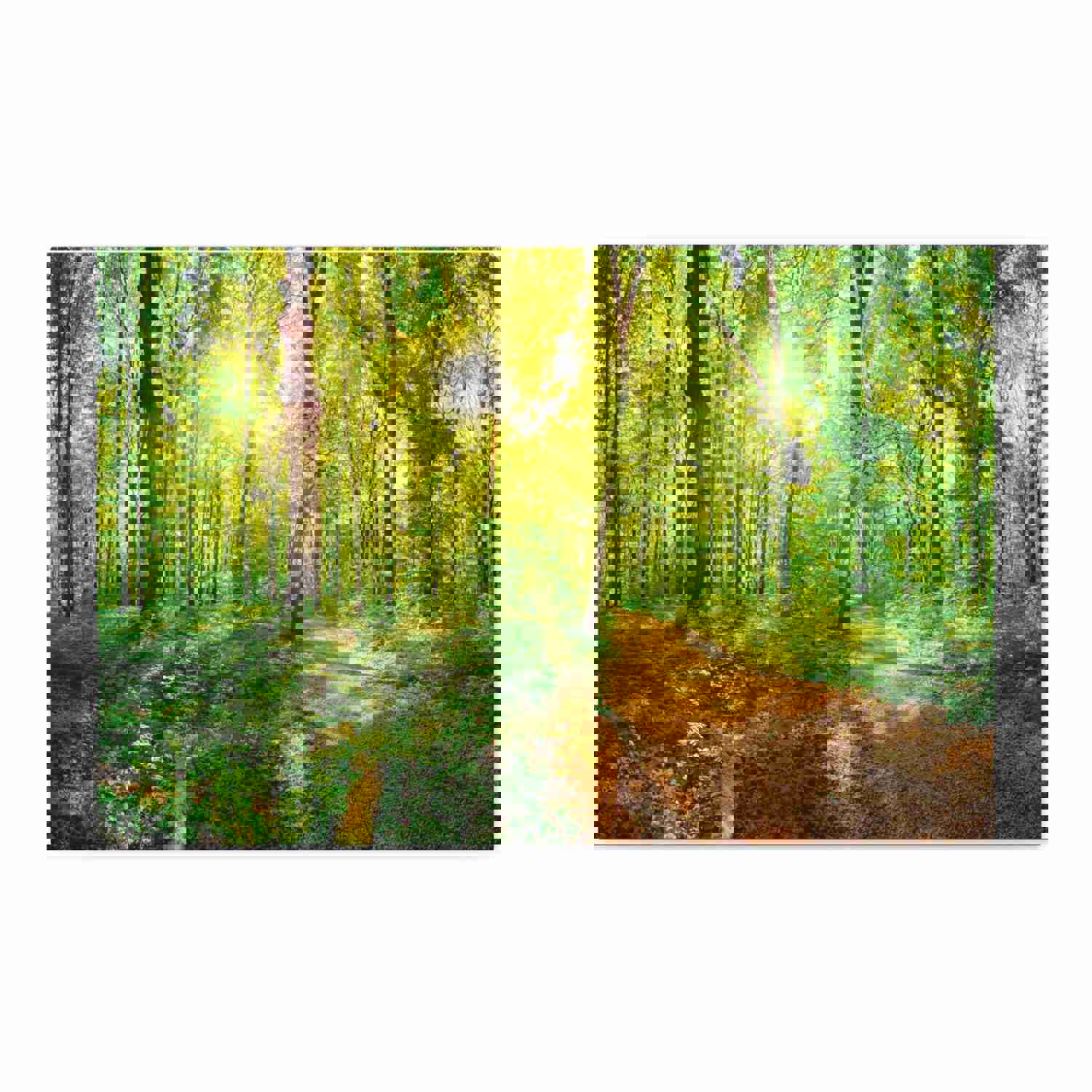 Green Forest Sunlight Nature Wilderness Photography Canvas Wall Art for Home Decor