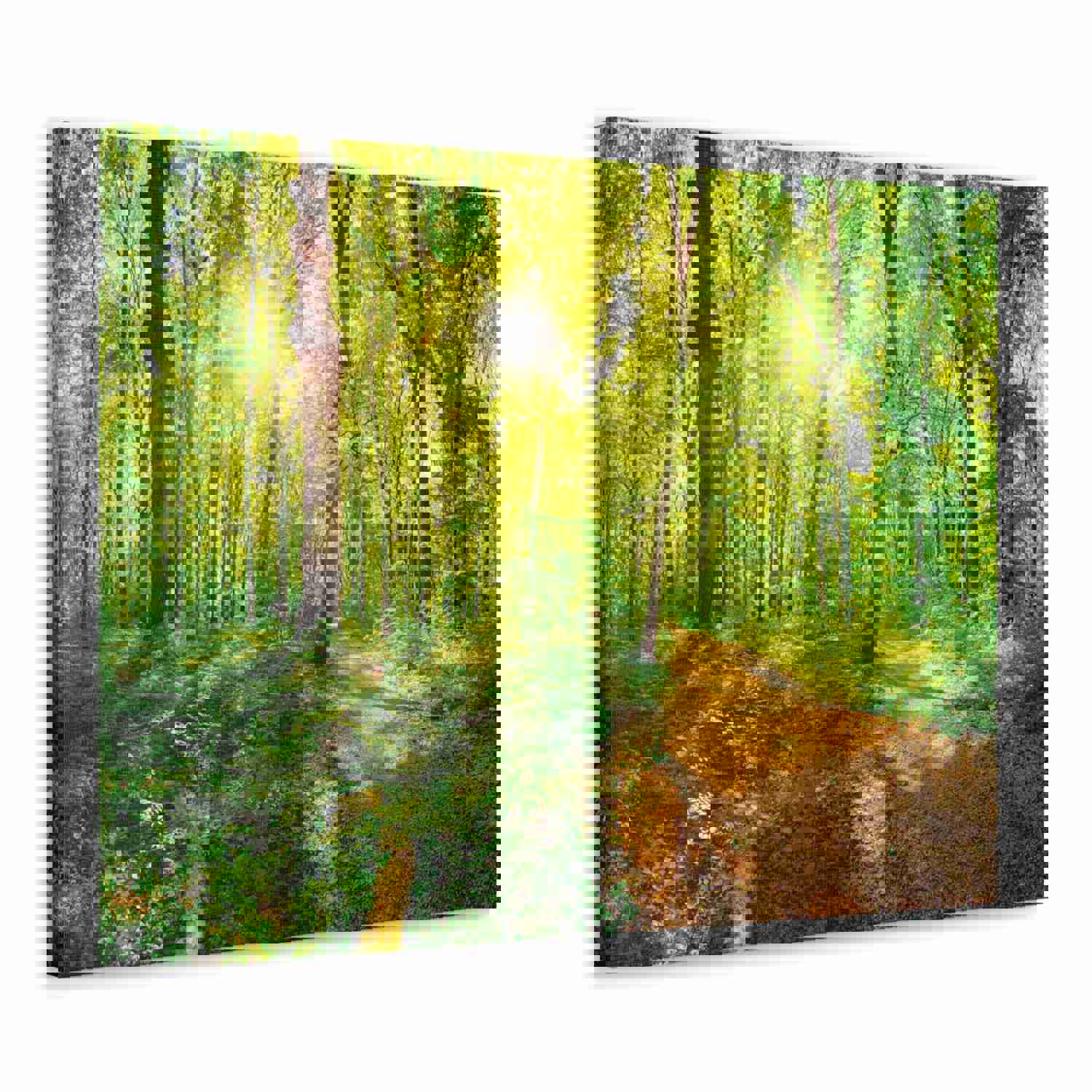 Green Forest Sunlight Nature Wilderness Photography Canvas Wall Art for Home Decor