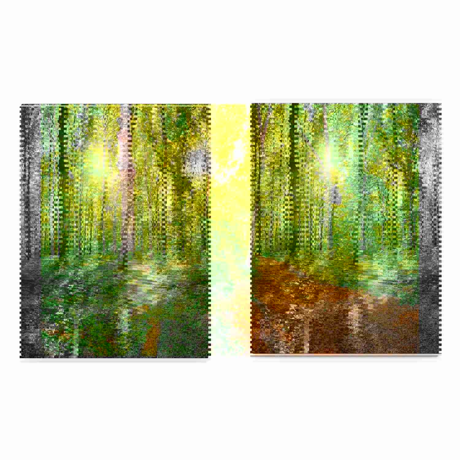 Green Forest Sunlight Nature Wilderness Photography Canvas Wall Art for Home Decor
