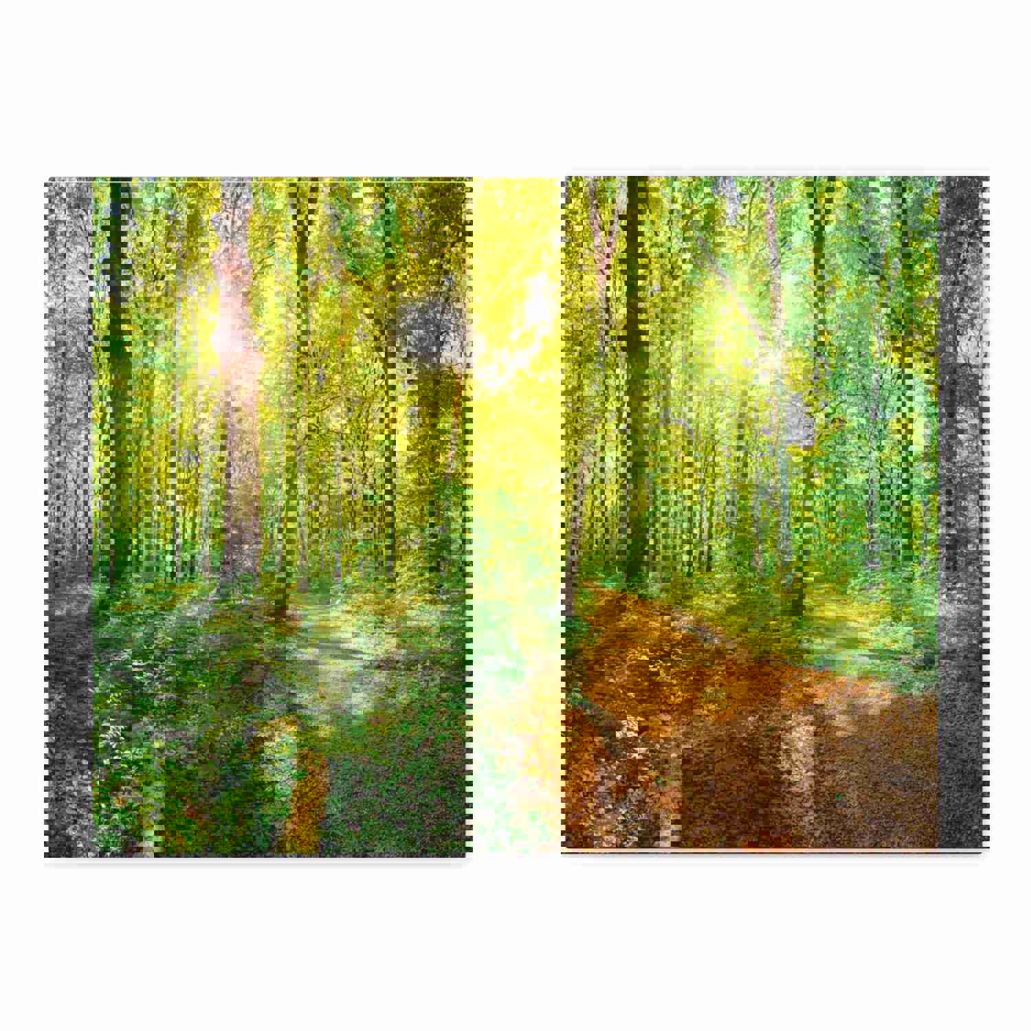 Green Forest Sunlight Nature Wilderness Photography Canvas Wall Art for Home Decor