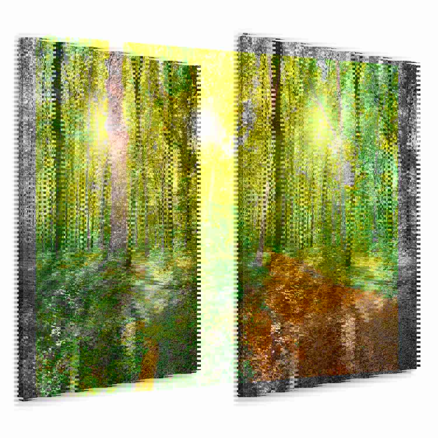 Green Forest Sunlight Nature Wilderness Photography Canvas Wall Art for Home Decor