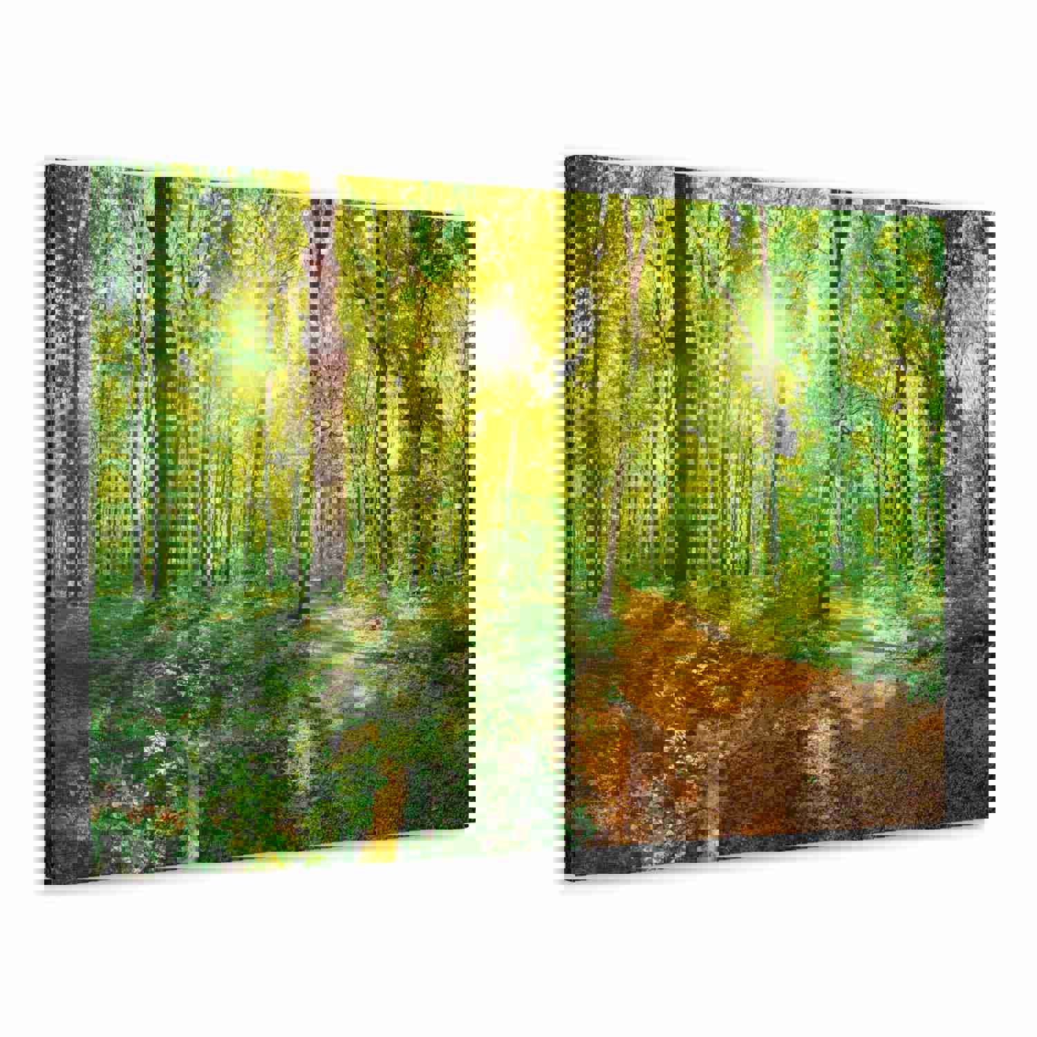Green Forest Sunlight Nature Wilderness Photography Canvas Wall Art for Home Decor