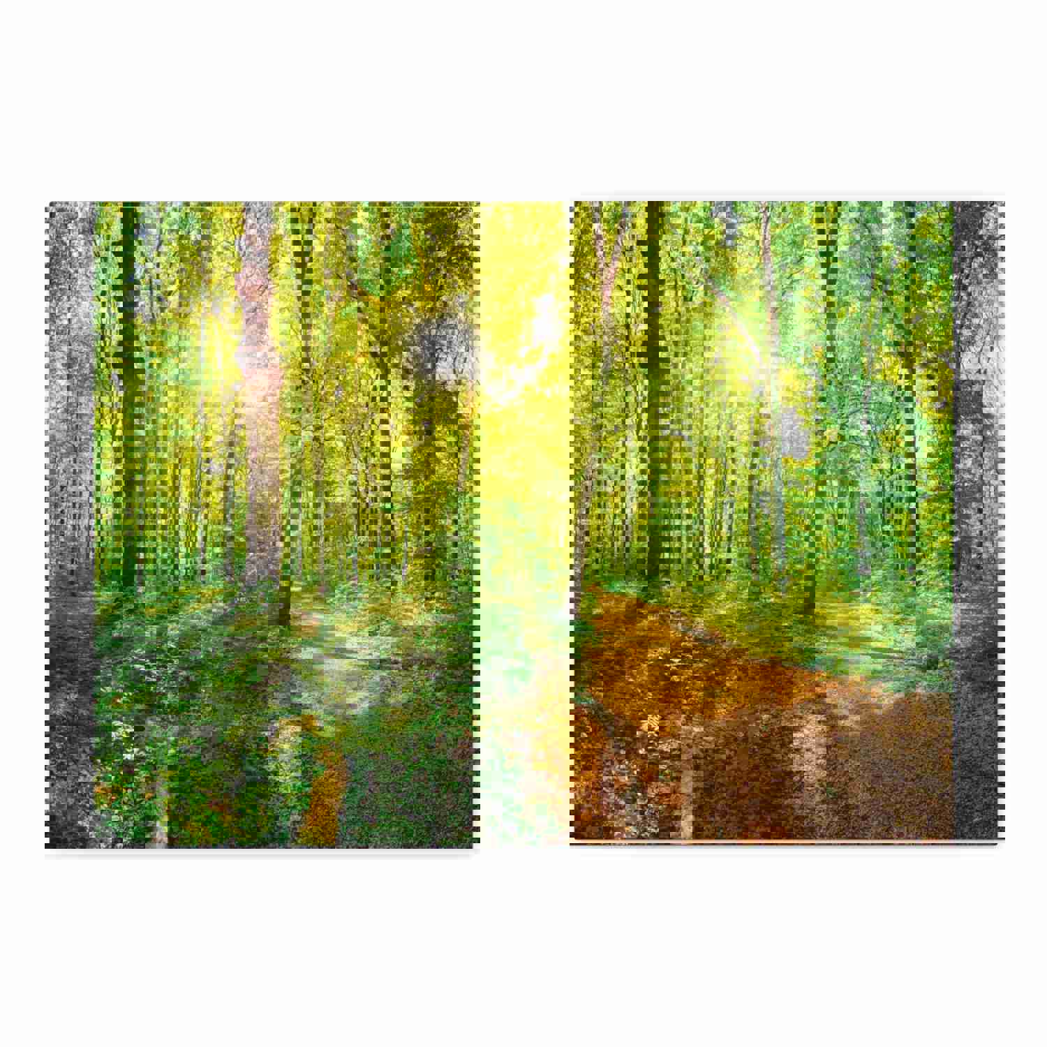 Green Forest Sunlight Nature Wilderness Photography Canvas Wall Art for Home Decor