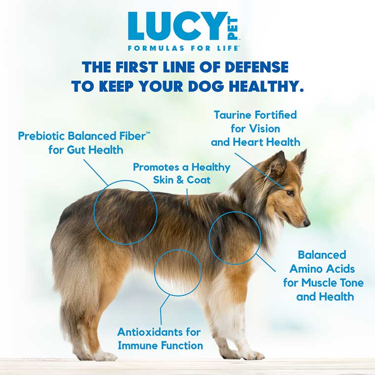 Lucy Pet Salmon, Pumpkin & Quinoa, Dry Dog Food - Grain-Free Formula for All Breeds & Life Stages
