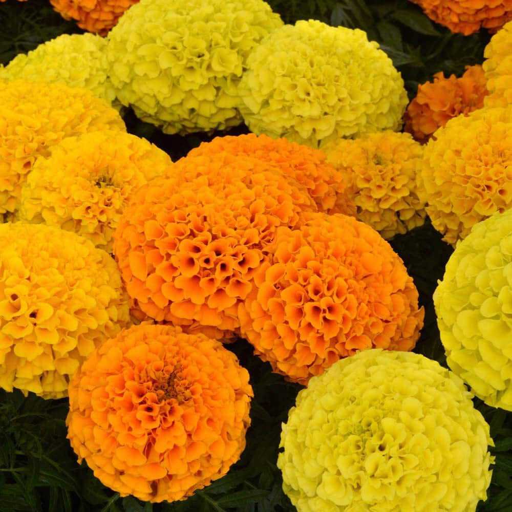 300 African Marigold Flower Seeds - Double Petaled Yellow & Orange Blooms