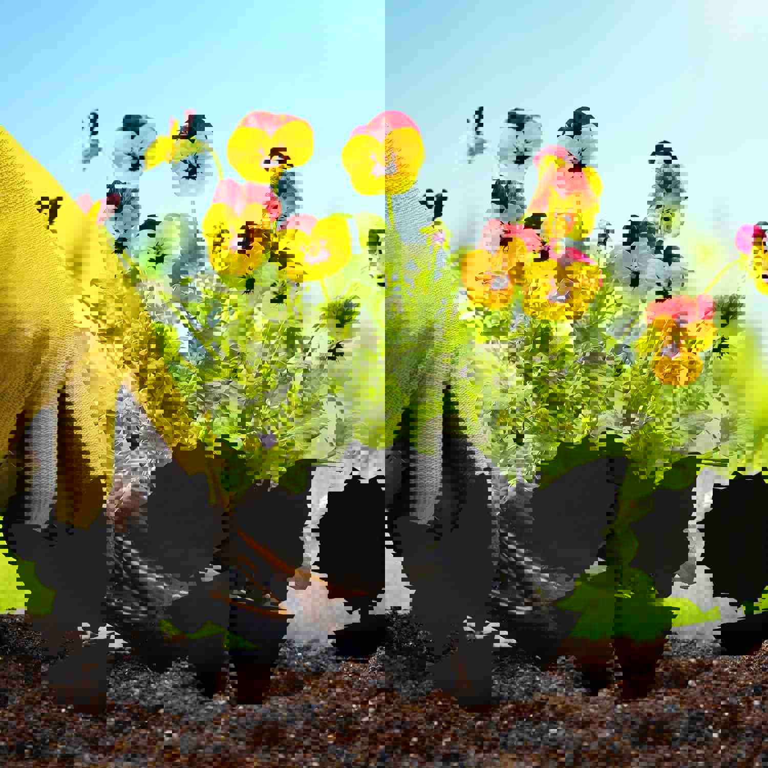 96PCS Sticky Fruit Fly Traps for Indoor & Outdoor Use - UV Resistant & Waterproof