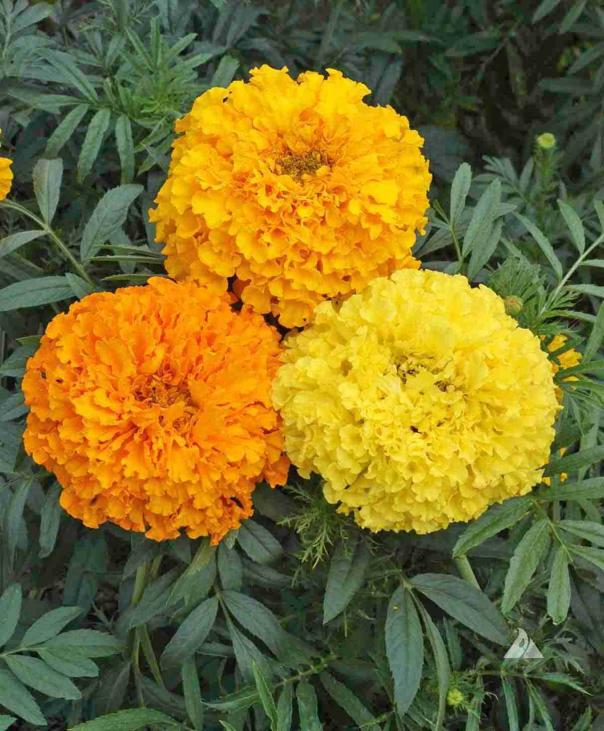 300 African Marigold Flower Seeds - Double Petaled Yellow & Orange Blooms