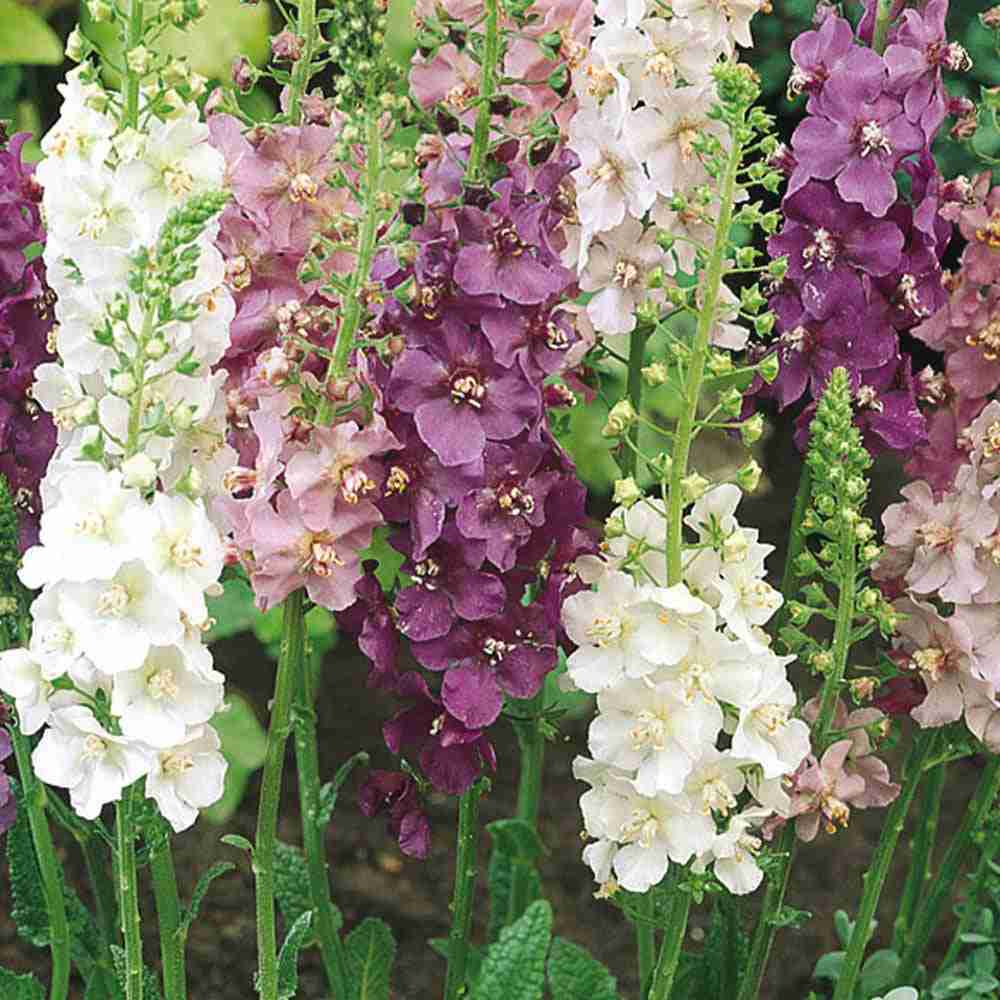 100 Mixed Color Verbascum Flower Seeds for Vibrant Summer Blooms
