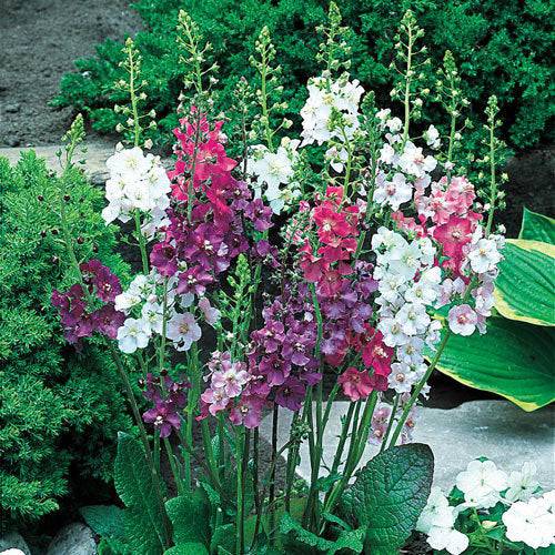 100 Mixed Color Verbascum Flower Seeds for Vibrant Summer Blooms